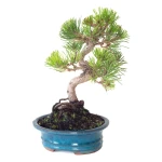 Acheter Bonsai en ligne Pinus Thunbergii 37 cm Sankaly Bonsai