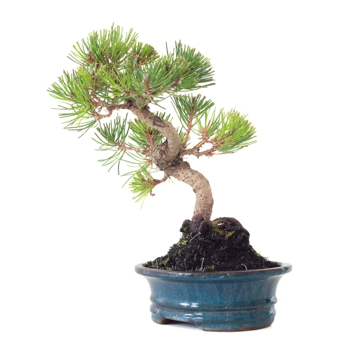 Acheter Bonsai  Pinus Thunbergii 37 cm Sankaly Bonsai