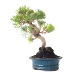 Acheter Bonsai  Pinus Thunbergii 37 cm Sankaly Bonsai