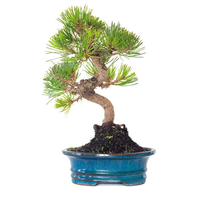 Vente de Bonsai Pinus Thunbergii 37 cm Sankaly Bonsai