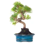 Vente de Bonsai Pinus Thunbergii 37 cm Sankaly Bonsai