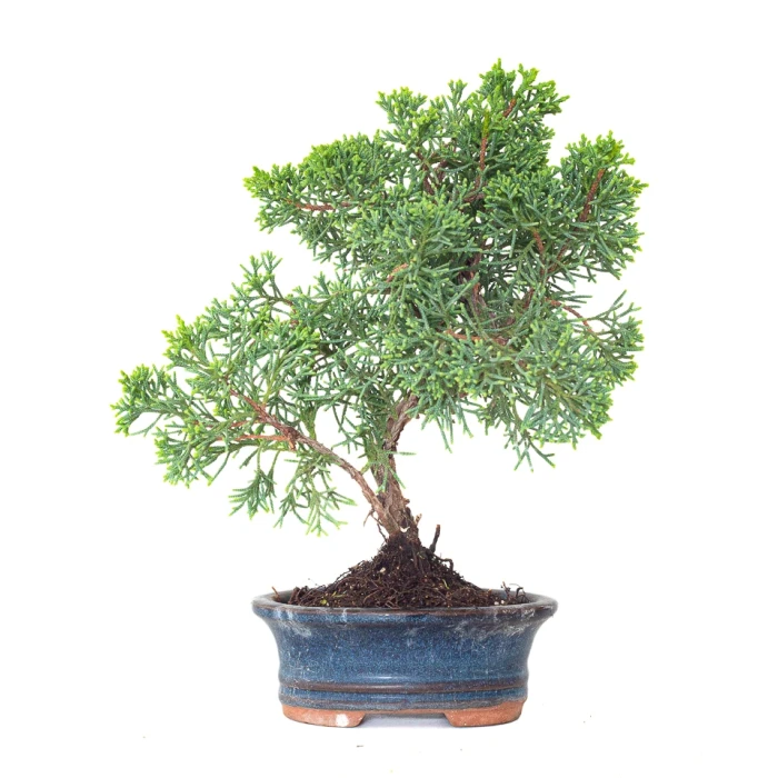Vente de Bonsai Juniperus Chinensis Kishu 25 cm Sankaly Bonsai