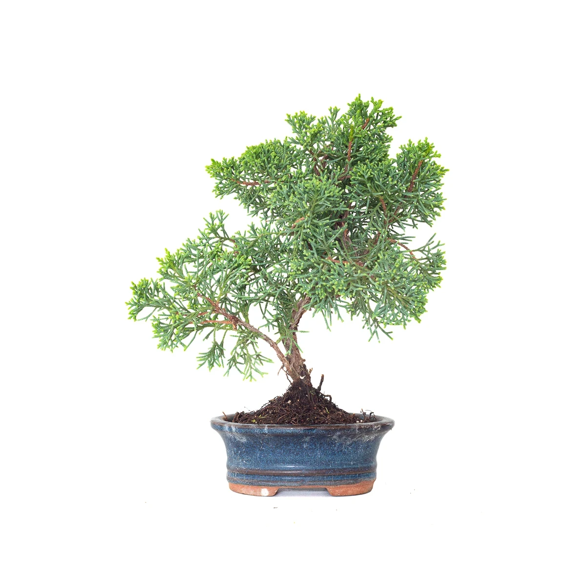 Vente de Bonsai Juniperus Chinensis Kishu 25 cm Sankaly Bonsai