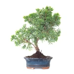 Vente de Bonsai Juniperus Chinensis Kishu 25 cm Sankaly Bonsai
