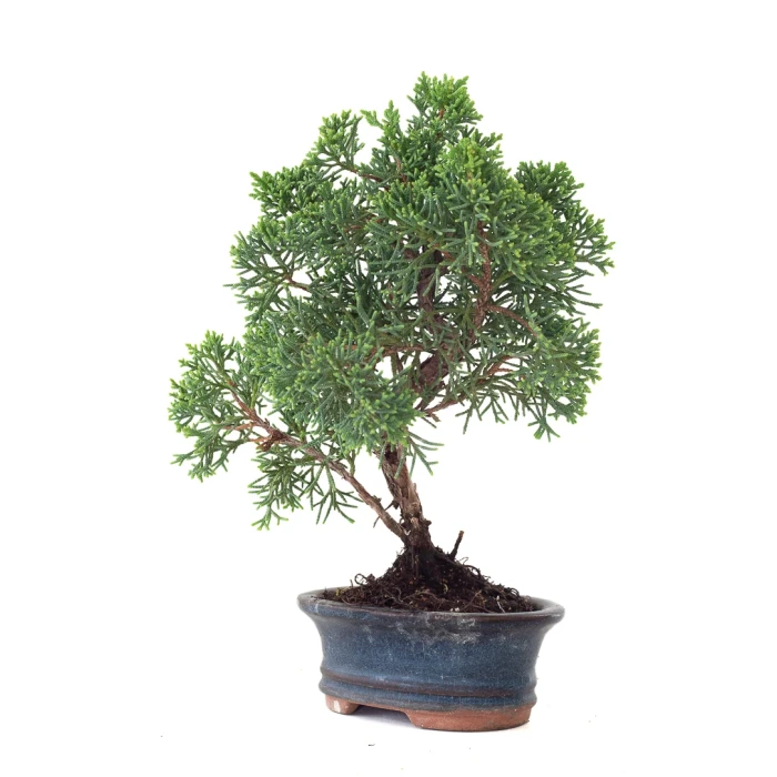 Achat Bonsai Juniperus Chinensis Kishu 25 cm Sankaly Bonsai
