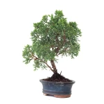 Achat Bonsai Juniperus Chinensis Kishu 25 cm Sankaly Bonsai