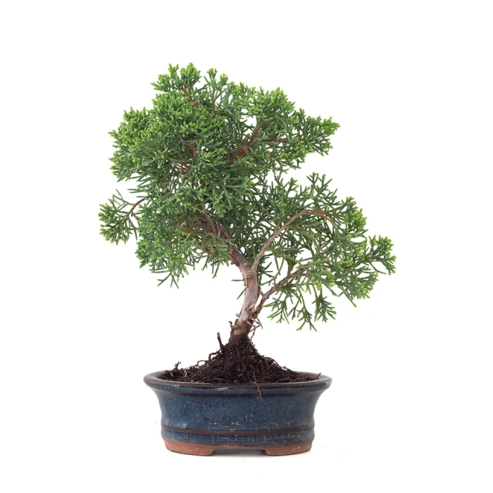 Acheter Bonsai Juniperus Chinensis Kishu 25 cm Sankaly Bonsai