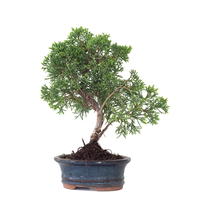 Acheter Bonsai en ligne Juniperus Chinensis Kishu 25 cm Sankaly Bonsai