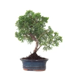 Acheter Bonsai en ligne Juniperus Chinensis Kishu 25 cm Sankaly Bonsai