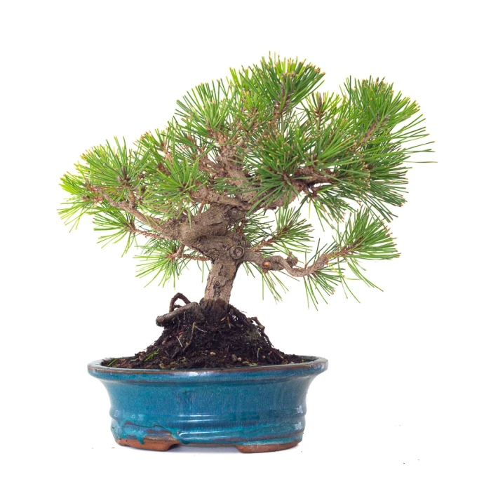 Vente Bonsai Pinus Thunbergii 33 cm Sankaly Bonsai