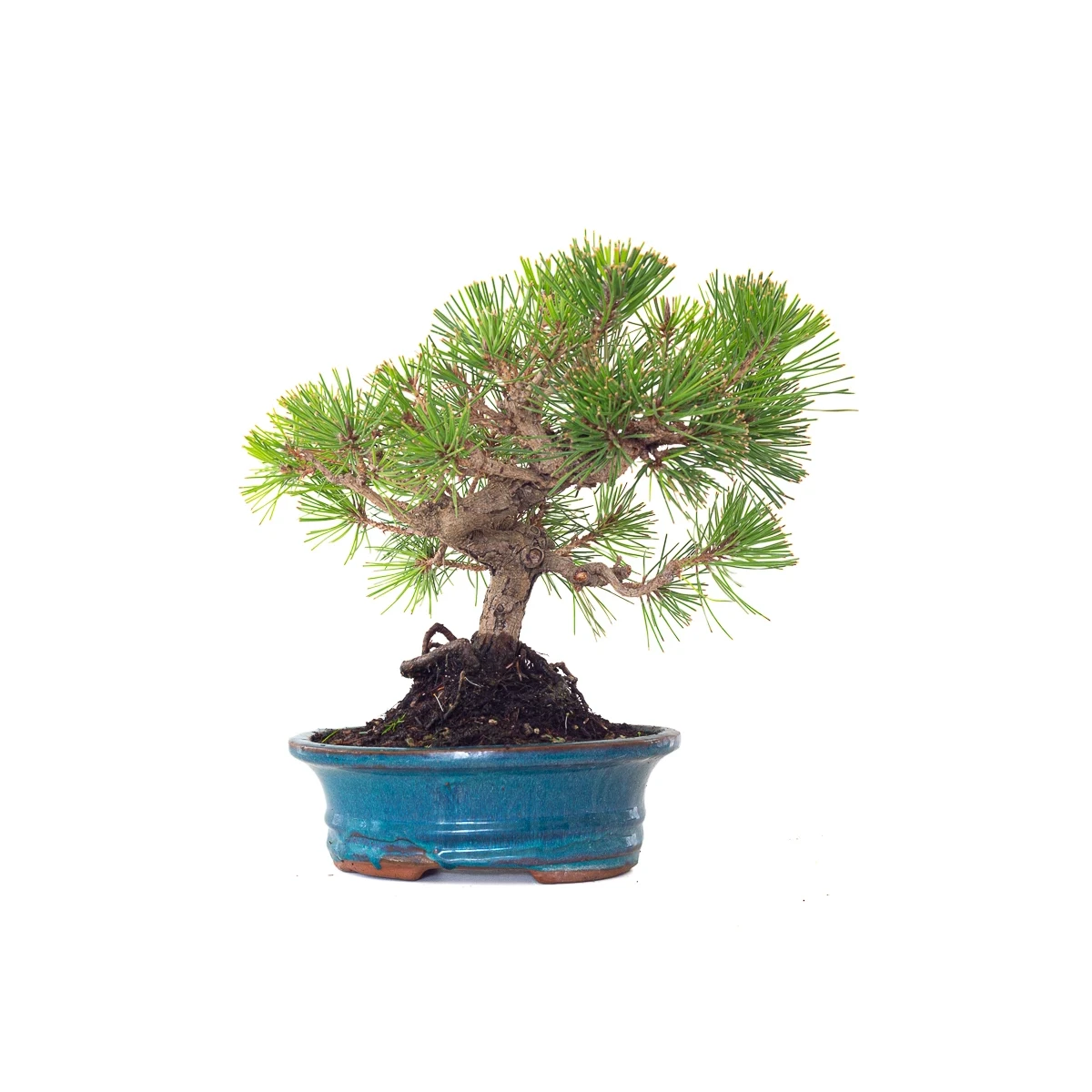 Vente Bonsai Pinus Thunbergii 33 cm Sankaly Bonsai