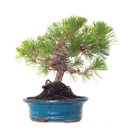 Vente Bonsai Pinus Thunbergii 33 cm Sankaly Bonsai