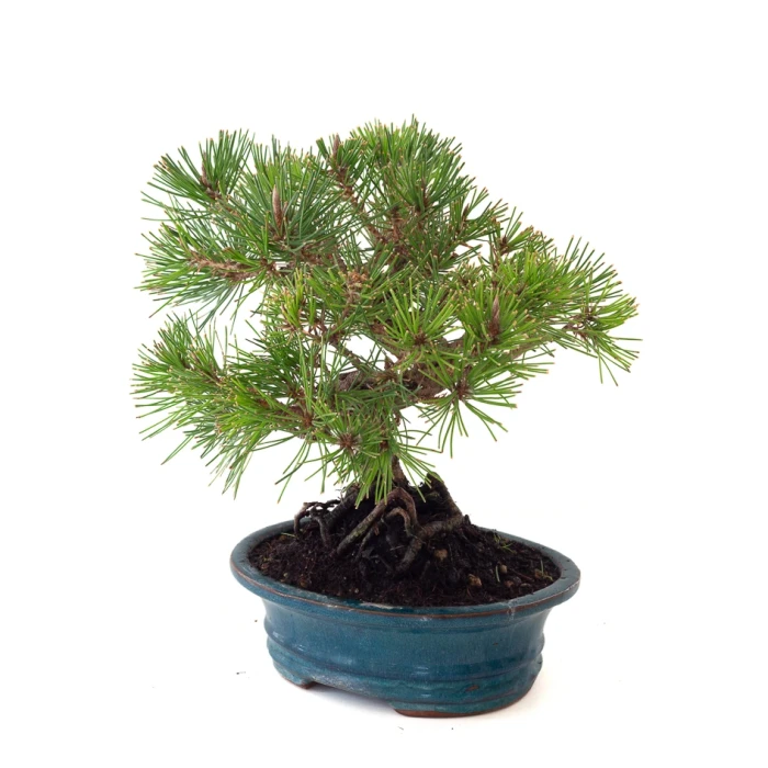 Acheter Bonsai Pinus Thunbergii 33 cm Sankaly Bonsai