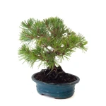 Acheter Bonsai Pinus Thunbergii 33 cm Sankaly Bonsai