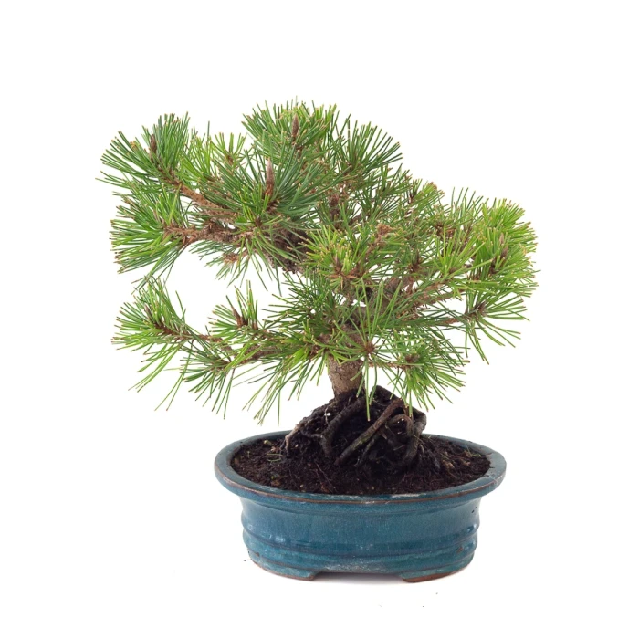 Achat Bonsai Pinus Thunbergii 33 cm Sankaly Bonsai