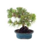 Achat Bonsai Pinus Thunbergii 33 cm Sankaly Bonsai