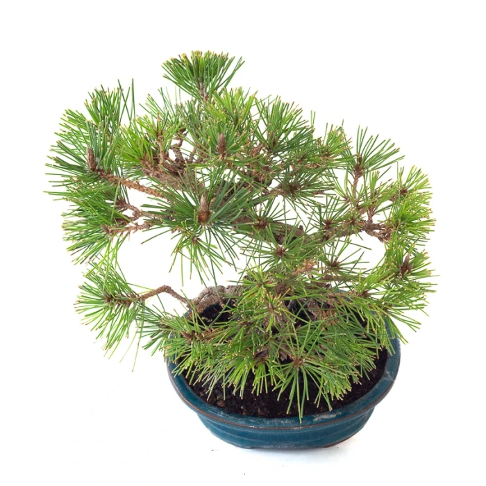 Vente Bonsai en ligne Pinus Thunbergii 33 cm Sankaly Bonsai