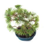 Vente Bonsai en ligne Pinus Thunbergii 33 cm Sankaly Bonsai