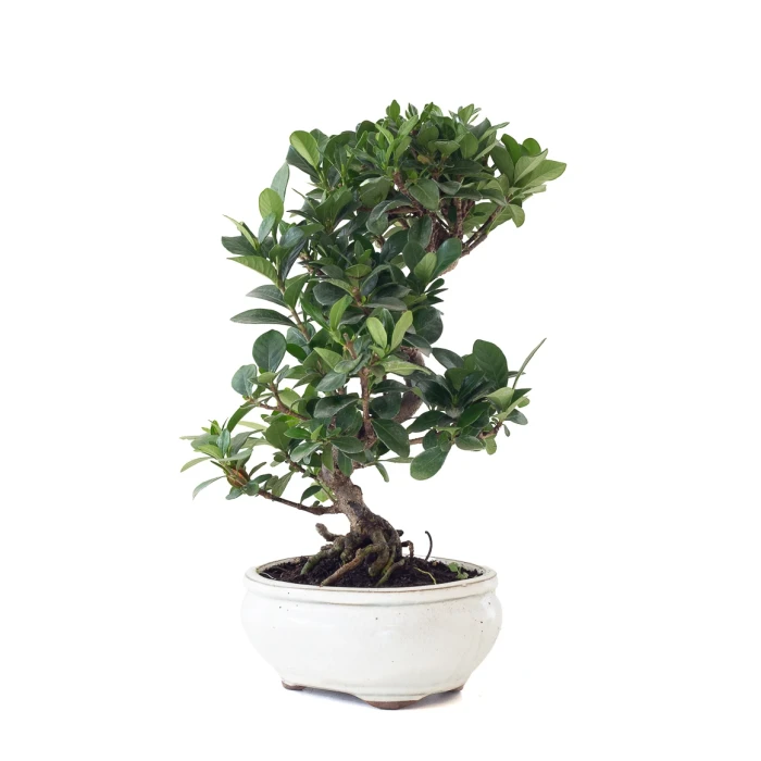 Achat Bonsai Gardenia Jasminoide 36 cm Sankaly Bonsai