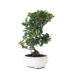 Achat Bonsai Gardenia Jasminoide 36 cm Sankaly Bonsai