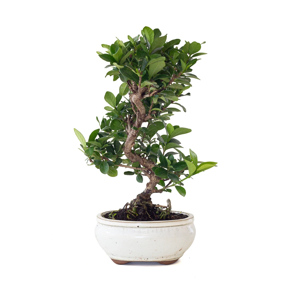 Vente Bonsai Gardenia Jasminoide 36 cm Sankaly Bonsai