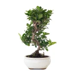 Vente Bonsai Gardenia Jasminoide 36 cm Sankaly Bonsai