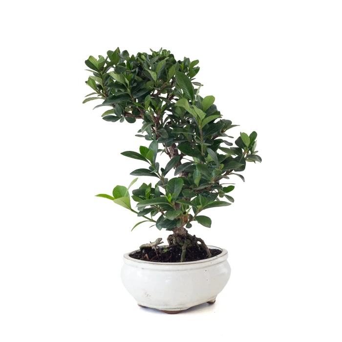 Acheter Bonsai Gardenia Jasminoide 36 cm Sankaly Bonsai