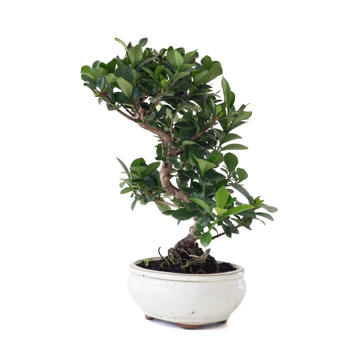 Vente en ligne Bonsai Gardenia Jasminoide 36 cm Sankaly Bonsai