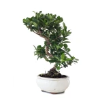 Vente en ligne Bonsai Gardenia Jasminoide 36 cm Sankaly Bonsai