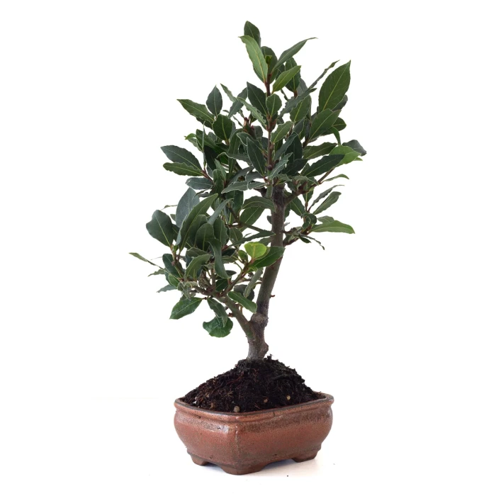 Acheter Bonsai Laurier Sauce Laurus Nobilis 40 cm Sankaly Bonsai