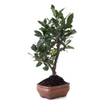 Acheter Bonsai Laurier Sauce Laurus Nobilis 40 cm Sankaly Bonsai