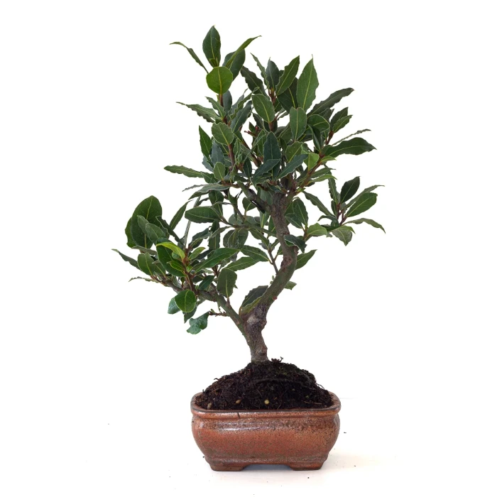Fiche de culture Bonsai LAURIER SAUCE