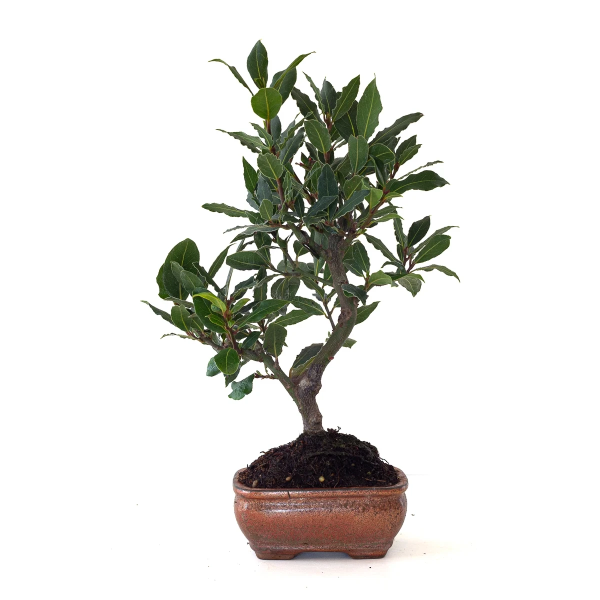 Vente Bonsai Laurier Sauce Laurus Nobilis 40 cm Sankaly Bonsai