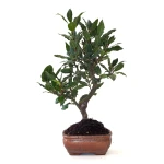 Vente Bonsai Laurier Sauce Laurus Nobilis 40 cm Sankaly Bonsai