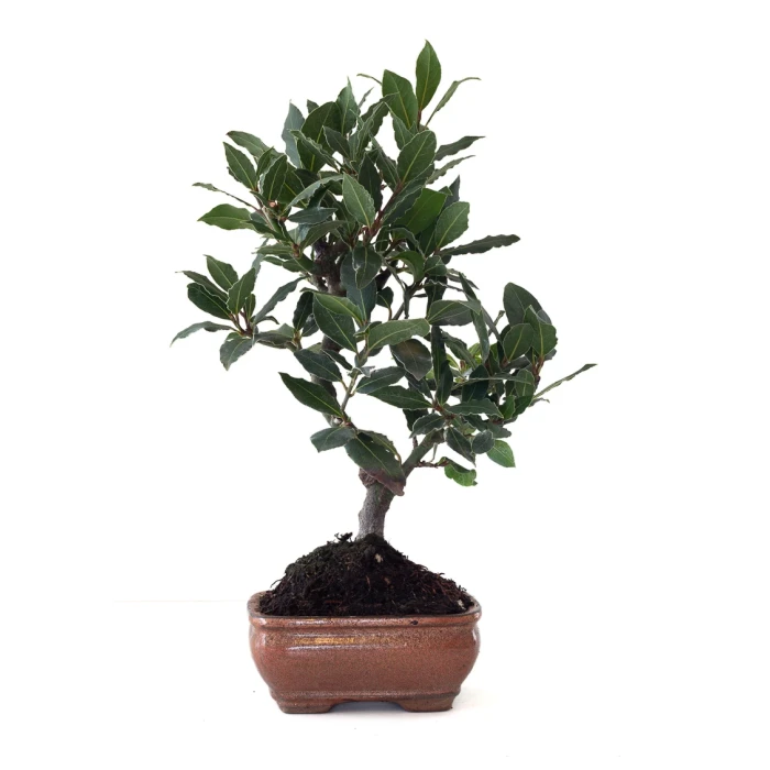 Achat Bonsai Laurier Sauce Laurus Nobilis 40 cm Sankaly Bonsai