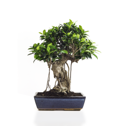 Vente de Bonsai Ficus Retusa 50 cm Sankaly Bonsai