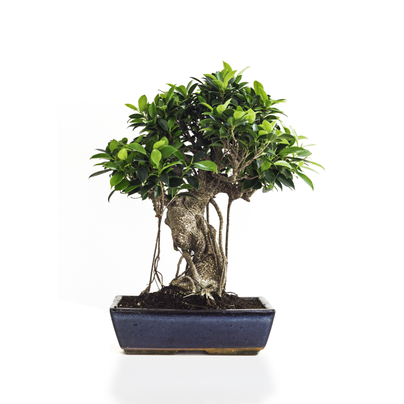 Vente de Bonsai Ficus Retusa 50 cm Sankaly Bonsai