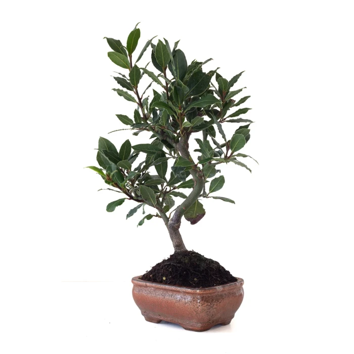 Acheter Bonsai en ligne Laurier Sauce Laurus Nobilis 40 cm Sankaly Bonsai