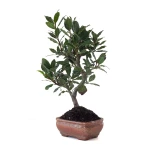 Acheter Bonsai en ligne Laurier Sauce Laurus Nobilis 40 cm Sankaly Bonsai