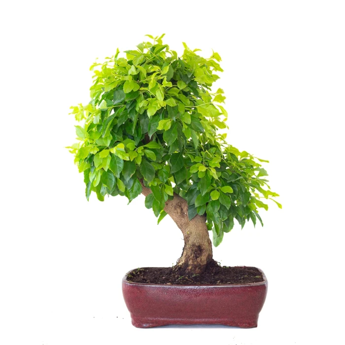 Fiche de culture Bonsai DURANTHA