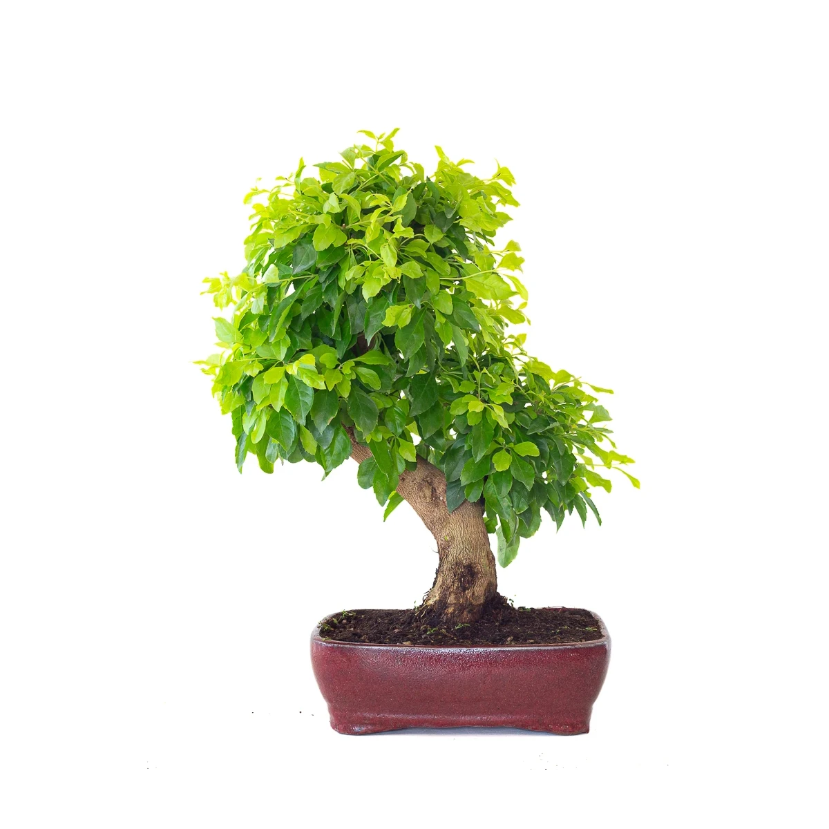 Vente de Bonsai Durantha Rupens 55 cm Sankaly Bonsai