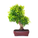 Vente de Bonsai Durantha Rupens 55 cm Sankaly Bonsai