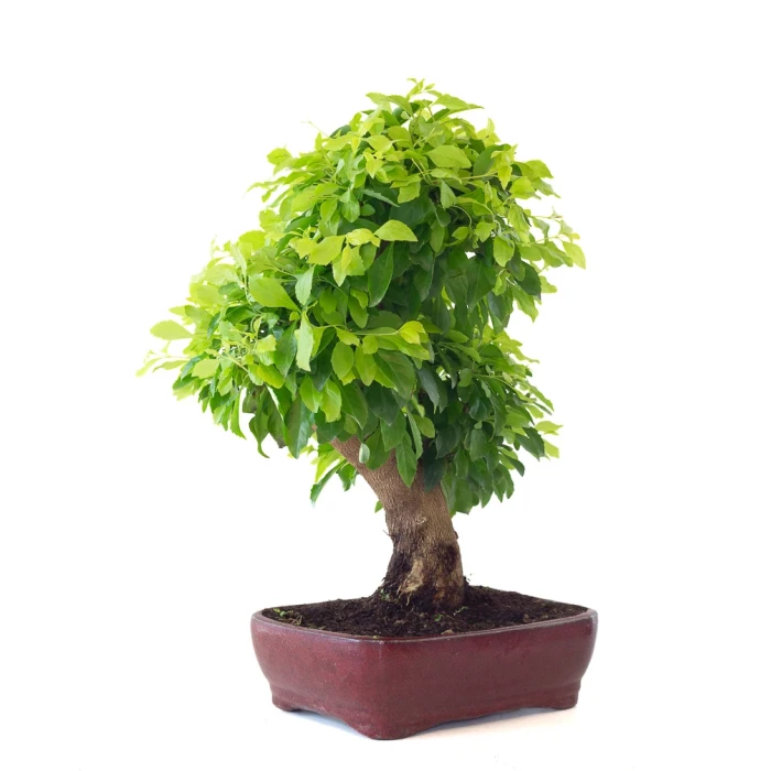 Achat Bonsai Durantha Rupens 55 cm Sankaly Bonsai