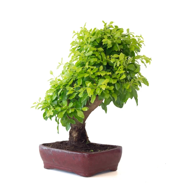 Acheter Bonsai Durantha Rupens 55 cm Sankaly Bonsai
