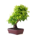 Acheter Bonsai Durantha Rupens 55 cm Sankaly Bonsai