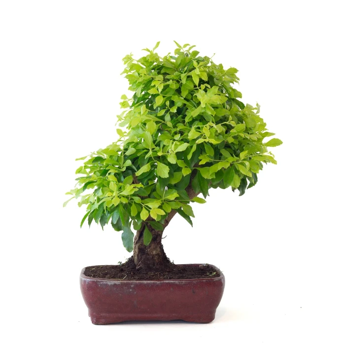 Vente en ligne de Bonsai Durantha Rupens 55 cm Sankaly Bonsai