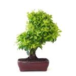 Vente en ligne de Bonsai Durantha Rupens 55 cm Sankaly Bonsai