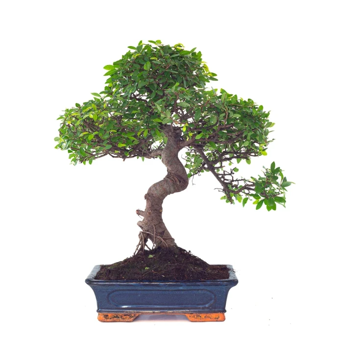 Vente de Bonsai Orme de Chine Ulmus Parvifolia 25 ans 55 cm Sankaly Bonsai