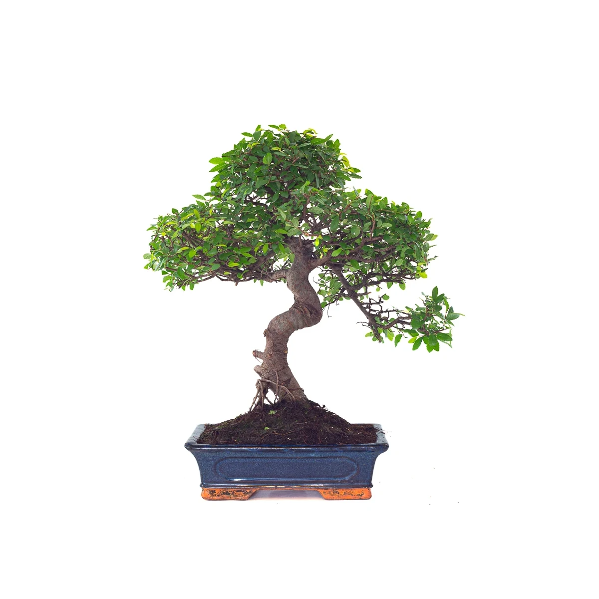 Vente de Bonsai Orme de Chine Ulmus Parvifolia 25 ans 55 cm Sankaly Bonsai