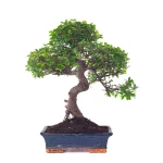 Vente de Bonsai Orme de Chine Ulmus Parvifolia 25 ans 55 cm Sankaly Bonsai
